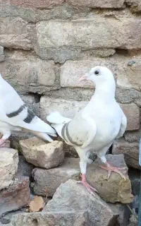 جوجه کبوتر پشت