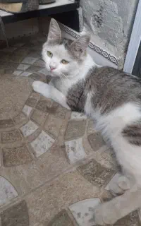 واگذاری گربه