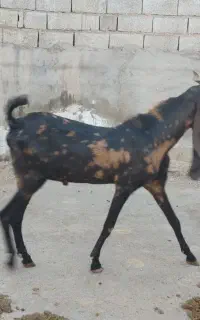 حمیدیه