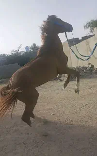 خریدوفروش اسب پالانی