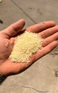 سرلاشه هاشمی