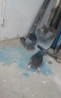سبزه نر ماده