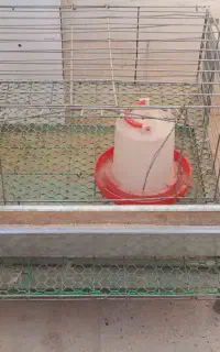 قفس بلدرچین