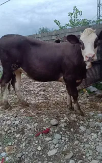 سه عدد تلیسه سمینتال صنعتی درجه یک