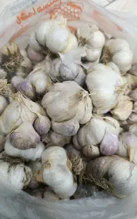 سیرمحلی درشت