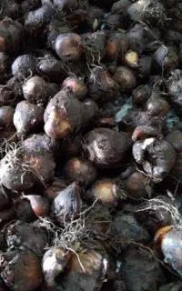پیاز گل نرگس