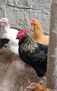 خروس سیاه
