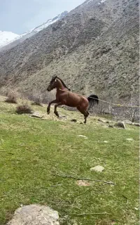 اسب فروشی