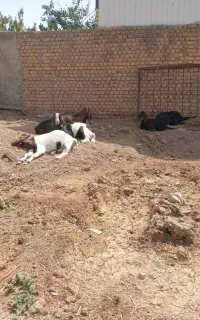 پنچ عددچپش جنس خوب چاق