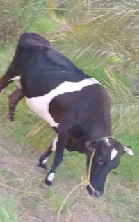 گاو حامله