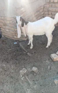 بزغاله پاکستانی