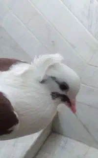 کبوتر