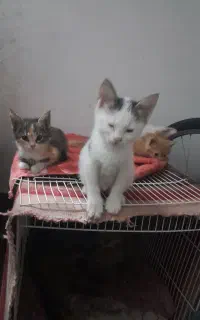 بچه گربه Dshگوگولی