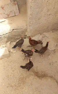 جوجه محلی