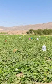 کاردرمزرعه
