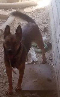 سگ مالینویز