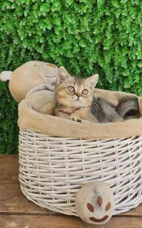 گربه ماده نقره ای ۲ ماهه غذاخور