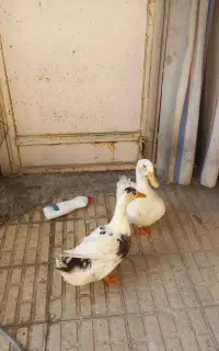 فروش مرغابی