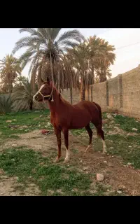 اسب