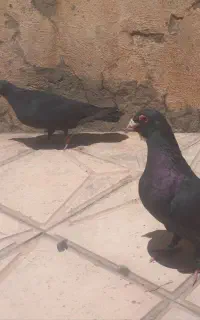 نرماده کلاغ کرمانی اصل