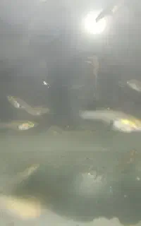 ماهی گوپی
