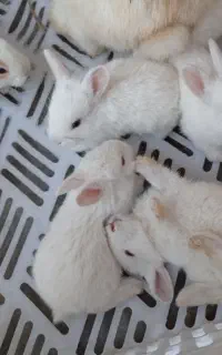 خرگوش