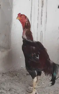 خروس لاری