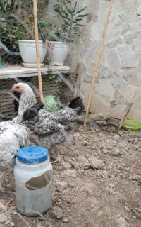 مرغ خروس گلپایگانی
