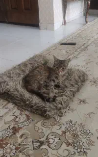 گربه خانگی کاملا تربیت شده