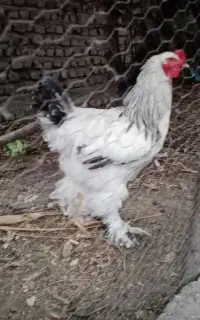 یه عدد خروس برهما