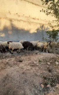 بره ریزقلم