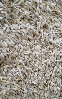 جوبذر ی دامی. کودسفیددرشت