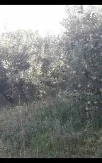 باغ گلدشت