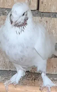 گم شده ماده ماهرو