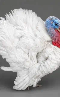 بوقلمون گوشتی نزدیک جمکران-شهرقائم
