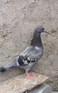 مجسمه ک.   ب.   و.     ت.      ر  به فروش می‌رسد
