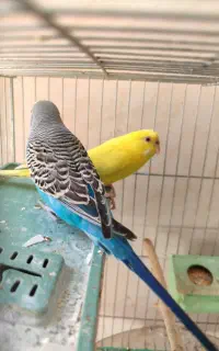 فروش یک جفت مرغ عشق سالم و زیبا