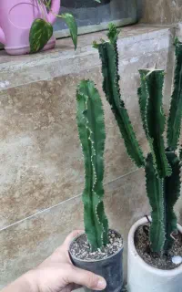 کاکتوس اینگنس  گیاه سمت چپ