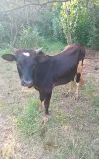 کوله چالوسی