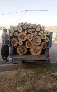 خریدار همه نوع چوب خشک وخیس