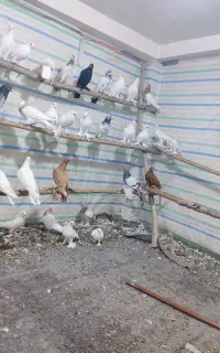کفتر وکبوتر در پرنده