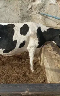 گاو و گوساله