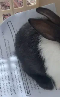 خرگوش