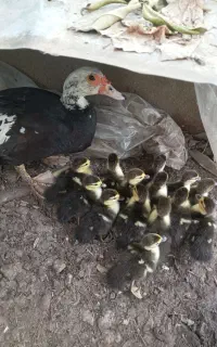 فروش جوجه اردک