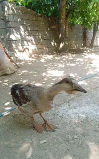 دو عدد قو قاز جوان