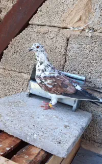 سوسکی نر قاچپ