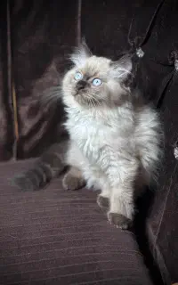 گربه رگدال چشم آبی