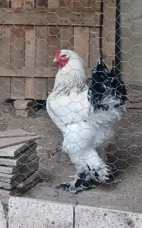 تخم مرغ برهما