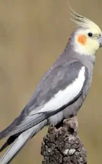 عروس هلندی خیابان فرودگاه گم شده