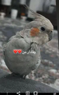 عروس هلندی